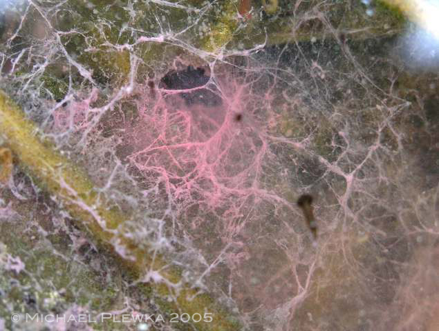 Stefansbachtal Gevelsberg Purpurbakterium (Chromatium ? okenii)